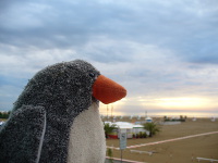 Pinguin Pingo am Strand