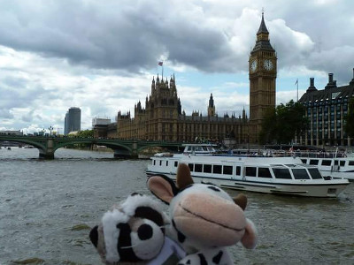 Muhkuh an der Themse in London